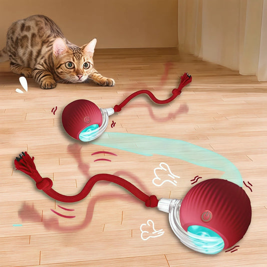 Smart Cat Chase Ball