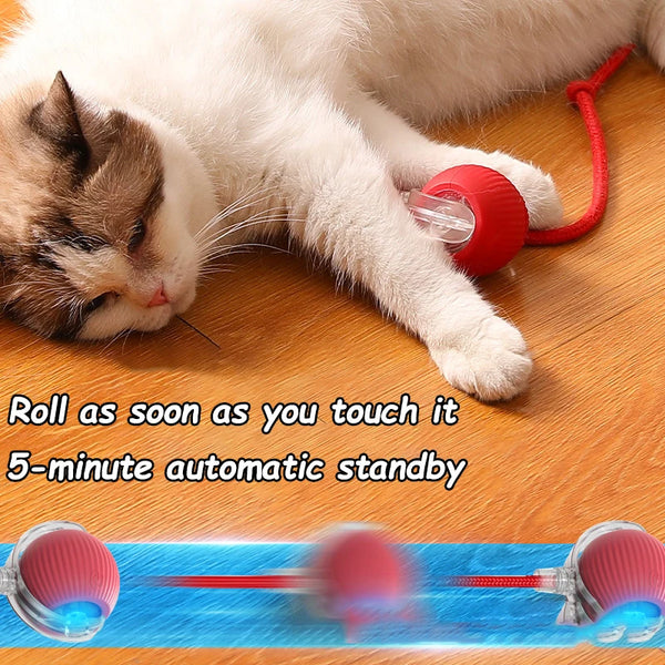 Smart Cat Chase Ball